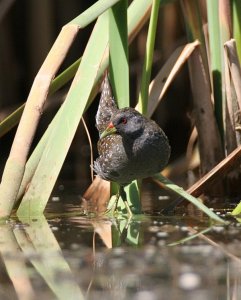 Australian Spotted Crake