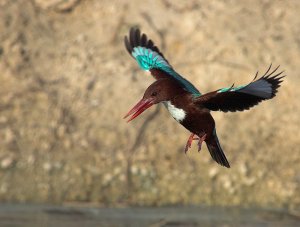 The king in flight