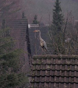 Heron On the Roof