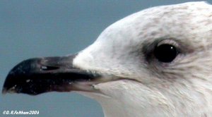Close up Herring Gull