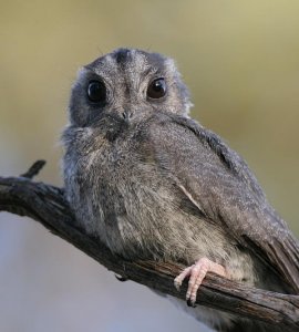 Australian Owlet-nightjar