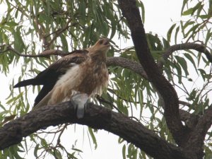Whistling Kite with Fish