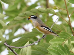 Striated Pardalote