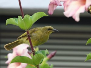 Yellow Honeyeater