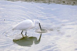 Little Egret