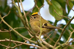 Goldcrest