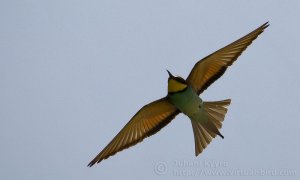 European Bee Eater