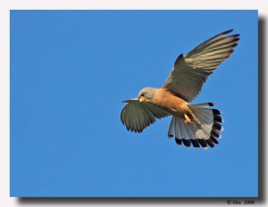 Lesser  kestrel