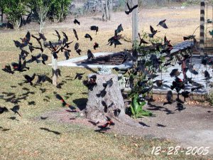 Red winged blackbirds