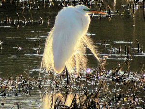 Great Egret