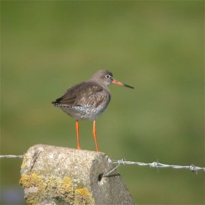 Redshank