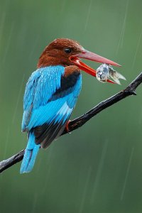 White Throated Kingfisher