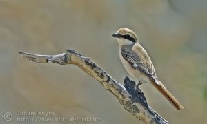 Isabelline Shrike