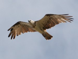 Osprey