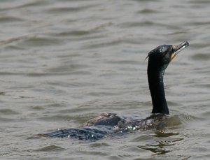 Double-crested Cormorant