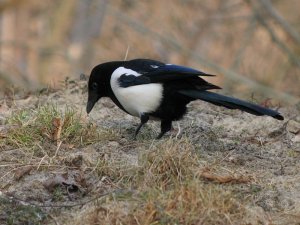 foraging magpie