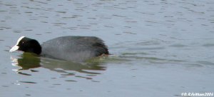 Coot on the Hatch Pond
