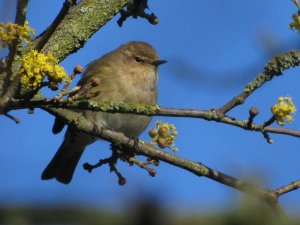 a first chiffchaff