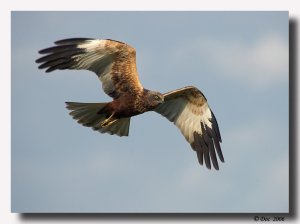 Marsh  Harrier