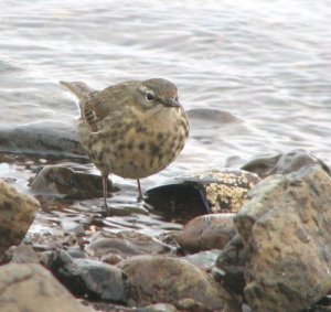 Rock Pipit