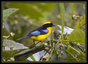 Blue-winged Mountain-Tanager