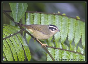 Three-striped Warbler