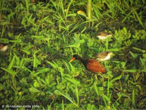 Wattled Jacana with young