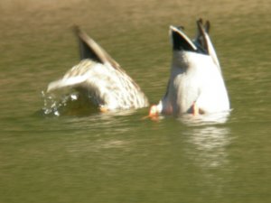 Water Ballet