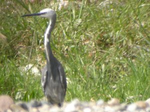 Hybrid egret