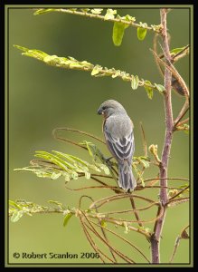 Ruddy-breasted Seedeater