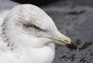 Ring-billed Gull