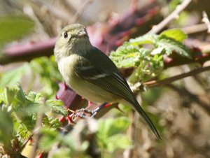 Ruby-crowned Kinglet