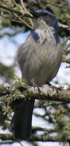 Scrub Jay