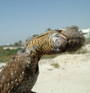 Wryneck