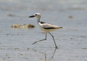 Crab Plover