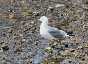 Ring-billed Gull