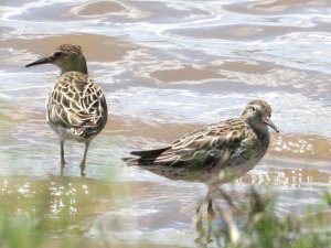 Sharp-tailed Sandpiper