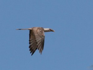 Channel-billed Cuckoo