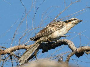 Australian Koel