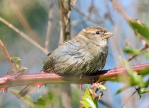 Immature House Sparrow