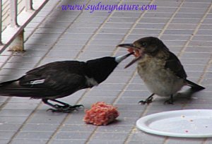 Mum Butcherbird Feeds Adolescent