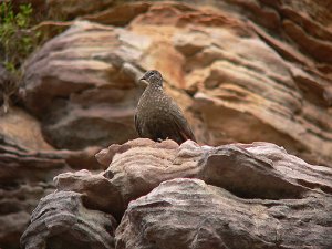 Chestnut-quilled Rock Pigeon