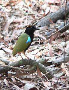 Rainbow Pitta