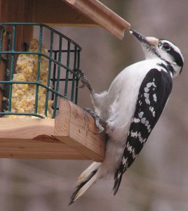 Another Hairy Woodpecker