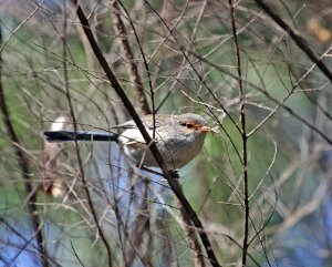 Splendid Fairy Wren (female)