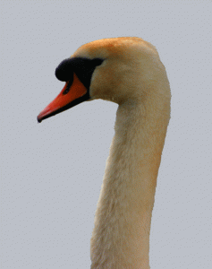 Mute Swan