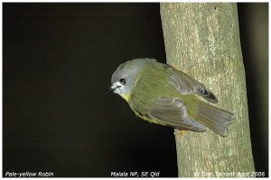 Pale-yellow Robin