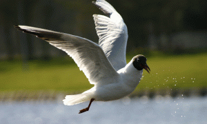 One legged Black Headed Gull