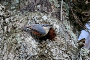 Nuthatch_NF_1a