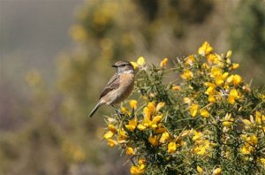 Stonechat